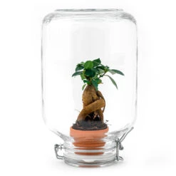 Easyplant - Fido Terrarium Jar - Bottle Garden DIY Kit - Ø 18 Cm ↑ 28 Cm 15 Easyplant - Fido Terrarium Jar - Bottle Garden DIY Kit - Ø 18 Cm ↑ 28 Cm -Optimal Glass Plant Shop easyplant en ficus ginseng bonsai terrarium diy kit 58a1d7f6 a3d8 4fee b7a0 de6241896150