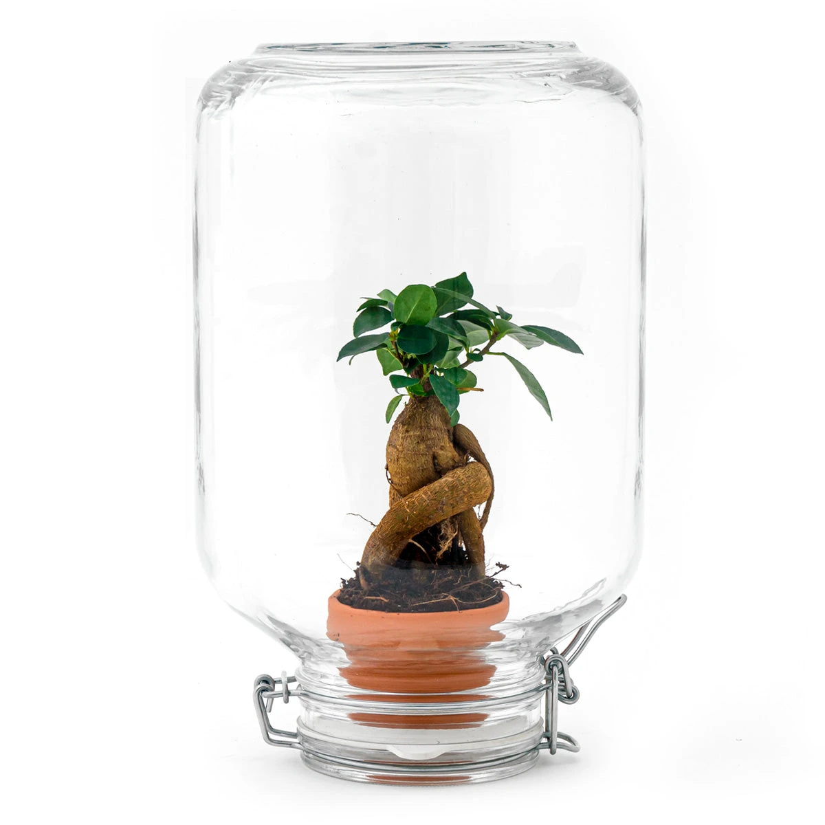 Easyplant - Fido Terrarium Jar - Bottle Garden DIY Kit - Ø 18 Cm ↑ 28 Cm 6 Easyplant - Fido Terrarium Jar - Bottle Garden DIY Kit - Ø 18 Cm ↑ 28 Cm - Image 4