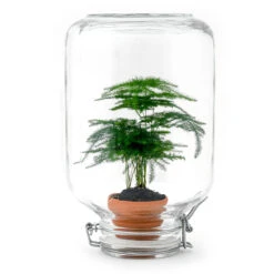 Easyplant - Fido Terrarium Jar - Bottle Garden DIY Kit - Ø 18 Cm ↑ 28 Cm 17 Easyplant - Fido Terrarium Jar - Bottle Garden DIY Kit - Ø 18 Cm ↑ 28 Cm -Optimal Glass Plant Shop easyplant en asparagus terrarium kit houseplant 517dfa53 0520 423f a090 6aea98677e6f