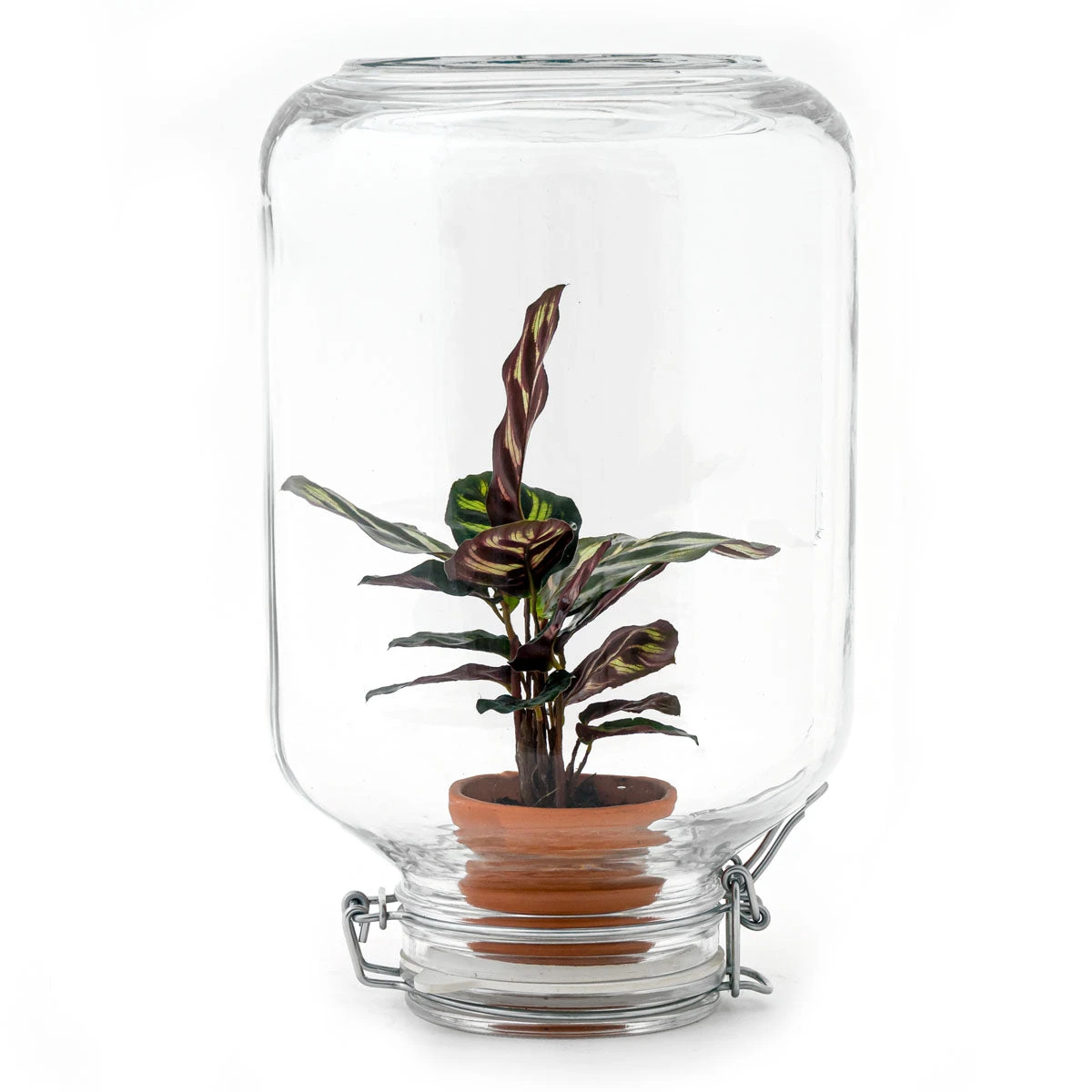 Easyplant - Fido Terrarium Jar - Bottle Garden DIY Kit - Ø 18 Cm ↑ 28 Cm 7 Easyplant - Fido Terrarium Jar - Bottle Garden DIY Kit - Ø 18 Cm ↑ 28 Cm - Image 5