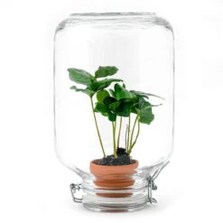 Easyplant - Fido Terrarium Jar - Bottle Garden DIY Kit - Ø 18 Cm ↑ 28 Cm 18 Easyplant - Fido Terrarium Jar - Bottle Garden DIY Kit - Ø 18 Cm ↑ 28 Cm -Optimal Glass Plant Shop easyplant nl coffea terrarium koffieplant arabica 8d98681c 02df 4e5c 864e 7508762ff9c3