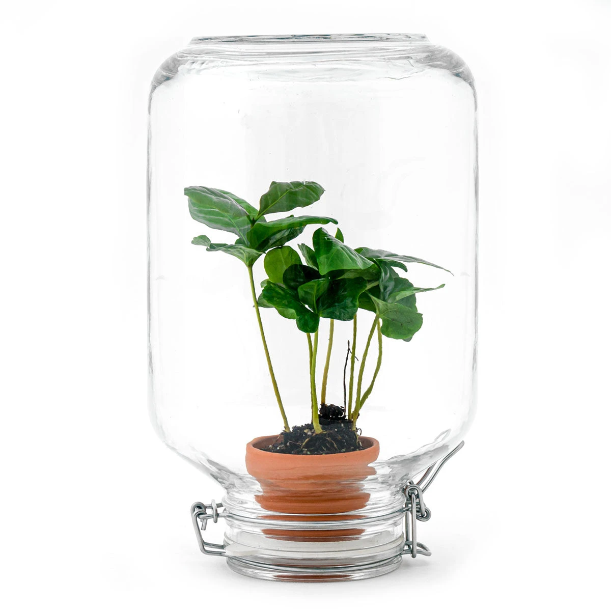 Easyplant - Fido Terrarium Jar - Bottle Garden DIY Kit - Ø 18 Cm ↑ 28 Cm 9 Easyplant - Fido Terrarium Jar - Bottle Garden DIY Kit - Ø 18 Cm ↑ 28 Cm - Image 7