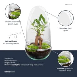 Egg - Terrarium - Two-part Glass Dome - Bottle Garden DIY Kit - Ø 12 Cm ↑ 25 Cm 16 Egg - Terrarium - Two-part Glass Dome - Bottle Garden DIY Kit - Ø 12 Cm ↑ 25 Cm -Optimal Glass Plant Shop egg bonsai plant terrarium diy kit info trendhero