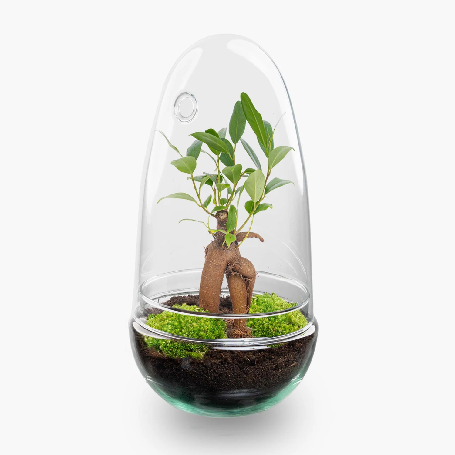 Egg - Terrarium - Two-part Glass Dome - Bottle Garden DIY Kit - Ø 12 Cm ↑ 25 Cm 4 Egg - Terrarium - Two-part Glass Dome - Bottle Garden DIY Kit - Ø 12 Cm ↑ 25 Cm - Image 2