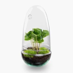 Egg - Terrarium - Two-part Glass Dome - Bottle Garden DIY Kit - Ø 12 Cm ↑ 25 Cm 17 Egg - Terrarium - Two-part Glass Dome - Bottle Garden DIY Kit - Ø 12 Cm ↑ 25 Cm -Optimal Glass Plant Shop egg coffea arabica terrarium