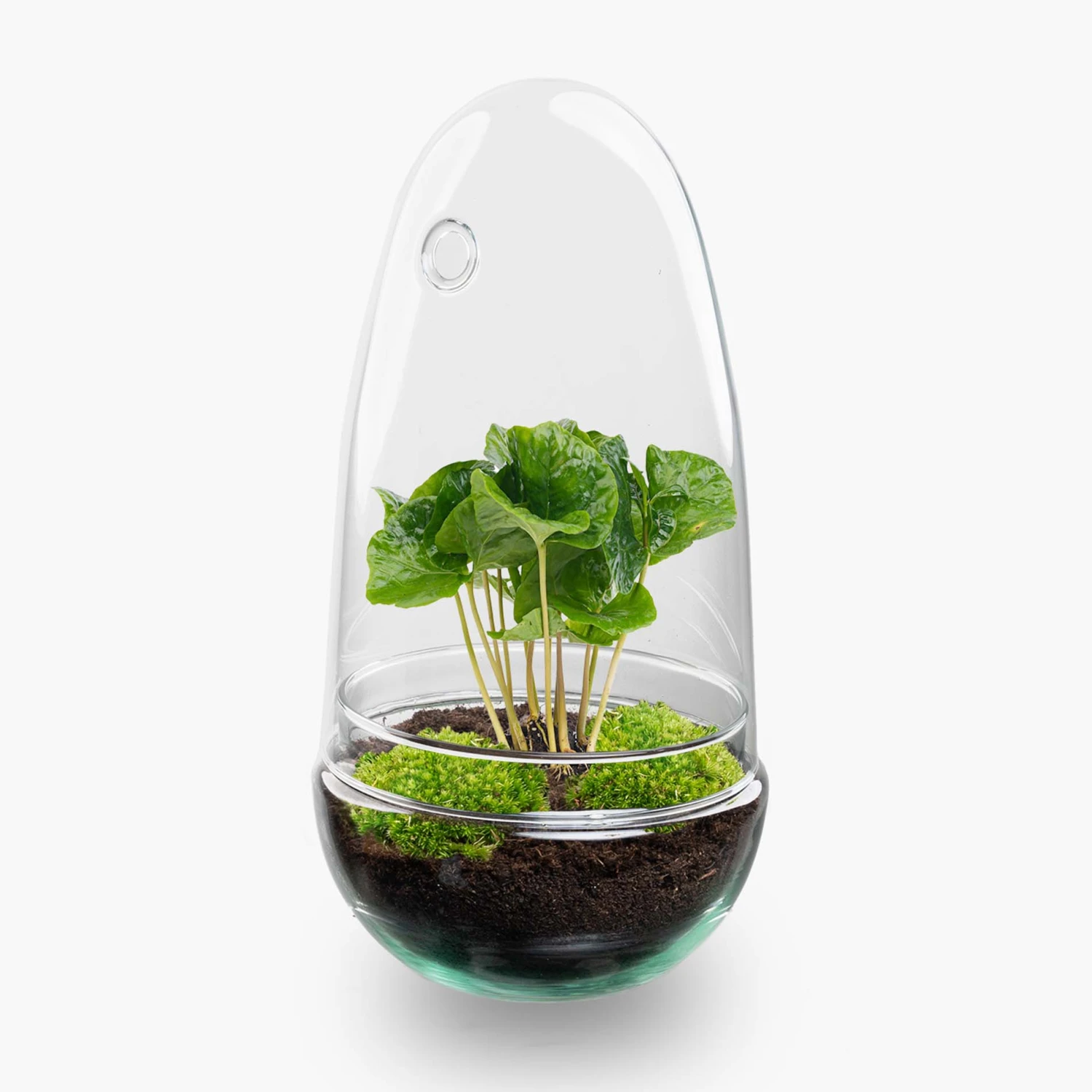 Egg - Terrarium - Two-part Glass Dome - Bottle Garden DIY Kit - Ø 12 Cm ↑ 25 Cm 6 Egg - Terrarium - Two-part Glass Dome - Bottle Garden DIY Kit - Ø 12 Cm ↑ 25 Cm - Image 4