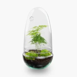 Egg - Terrarium - Two-part Glass Dome - Bottle Garden DIY Kit - Ø 12 Cm ↑ 25 Cm 19 Egg - Terrarium - Two-part Glass Dome - Bottle Garden DIY Kit - Ø 12 Cm ↑ 25 Cm -Optimal Glass Plant Shop egg terrarium asparagus