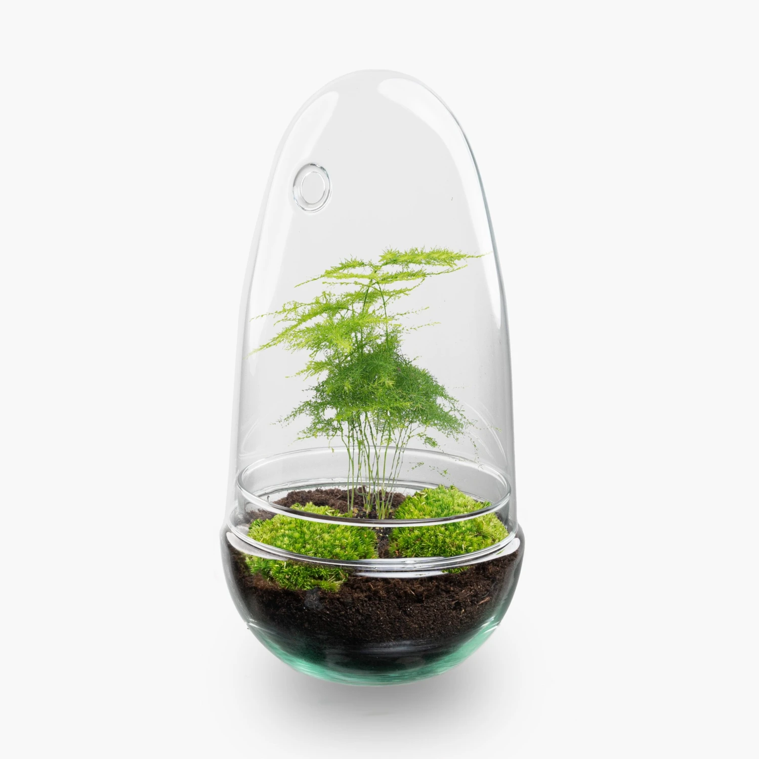 Egg - Terrarium - Two-part Glass Dome - Bottle Garden DIY Kit - Ø 12 Cm ↑ 25 Cm 8 Egg - Terrarium - Two-part Glass Dome - Bottle Garden DIY Kit - Ø 12 Cm ↑ 25 Cm - Image 6