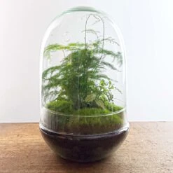 Egg XL - Terrarium - Two-part Glass Dome - Bottle Garden DIY Kit - Ø 17.5 Cm ↑ 30 Cm -Optimal Glass Plant Shop egg terrarium fittonia asparagus diy 577298b7 c9cf 4463 a1b9 2c2bd7d14f30