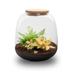 Emma Mini - Terrarium With Cork - Bottle Garden DIY Kit - Ø 19 Cm ↑ 20 Cm -Optimal Glass Plant Shop emma mini red plant terrarium trendhero