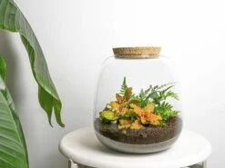 Emma Mini - Terrarium With Cork - Bottle Garden DIY Kit - Ø 19 Cm ↑ 20 Cm -Optimal Glass Plant Shop emma mini ruby lime fittonia diy terrarium flaschengarten 9dad0386 fe1c 433b bd7a 724e6499c577