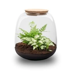 Emma Mini - Terrarium With Cork - Bottle Garden DIY Kit - Ø 19 Cm ↑ 20 Cm -Optimal Glass Plant Shop emma mini white plant terrarium trendhero