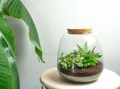 Emma Mini - Terrarium With Cork - Bottle Garden DIY Kit - Ø 19 Cm ↑ 20 Cm -Optimal Glass Plant Shop emma white fittonia terrarium flaschengarten f8757791 fea3 4ca8 8a24 dc53017c813a