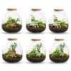 Emma - Terrarium With Light - Bottle Garden DIY Kit - Ø 23 Cm ↑ 25 Cm 1 Emma - Terrarium With Light - Bottle Garden DIY Kit - Ø 23 Cm ↑ 25 Cm -Optimal Glass Plant Shop emmaverschillendesoorten