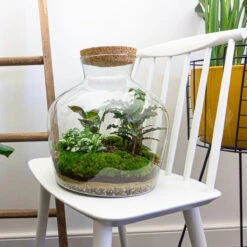 Fat Joe - Terrarium With Light - Bottle Garden DIY Kit - Ø 29 Cm ↑ 30 Cm -Optimal Glass Plant Shop fat joe planten terrarium