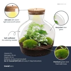 Fat Joe Green - Terrarium With Light - Bottle Garden DIY Kit - Ø 29 Cm ↑ 30 Cm 9 Fat Joe Green - Terrarium With Light - Bottle Garden DIY Kit - Ø 29 Cm ↑ 30 Cm -Optimal Glass Plant Shop fatjoe green plant terrarium diy kit info trendhero b99fd343 a730 494d 9ecb 3934aaf20695