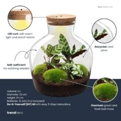 Fat Joe - Terrarium With Light - Bottle Garden DIY Kit - Ø 29 Cm ↑ 30 Cm -Optimal Glass Plant Shop fatjoe plant terrarium diy kit info trendhero 5f00b398 f9ac 4395 947d a64cda47a68e