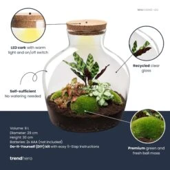 Fat Joe Red - Terrarium With Light - Bottle Garden DIY Kit - Ø 29 Cm ↑ 30 Cm -Optimal Glass Plant Shop fatjoe red plant terrarium diy kit info trendhero