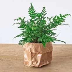 Fern - Athyrium Spicatum - Terrarium Plant -Optimal Glass Plant Shop fern Athyrium spicatum plant