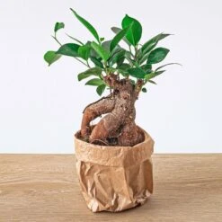 Ficus Microcarpa Ginseng Bonsai - ↑20 Cm 8 Ficus Microcarpa Ginseng Bonsai - ↑20 Cm -Optimal Glass Plant Shop ficus bonsai ginseng microcarpa plant 7326cbd1 f82f 4408 a147 4209a2824a42