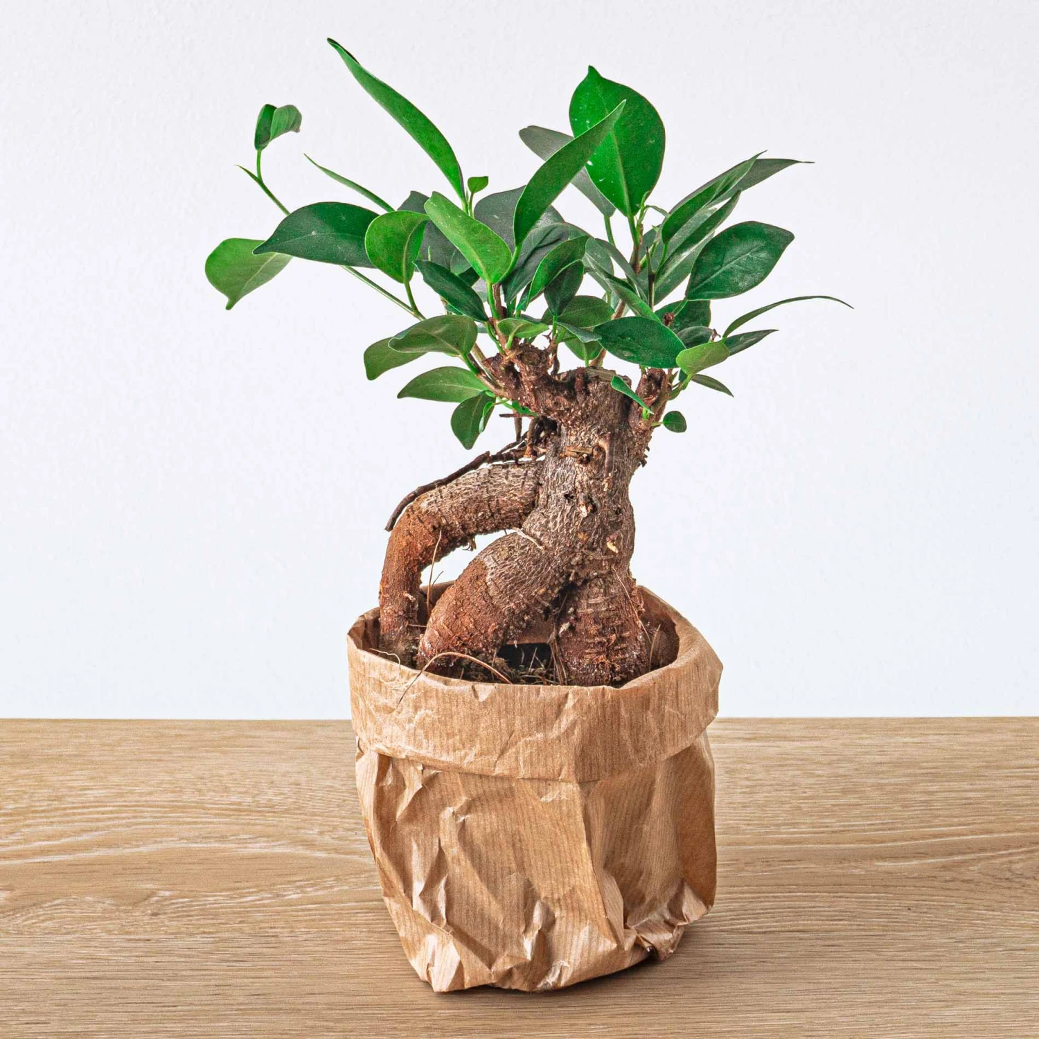 Ficus Microcarpa Ginseng Bonsai - ↑20 Cm 4 Ficus Microcarpa Ginseng Bonsai - ↑20 Cm - Image 3