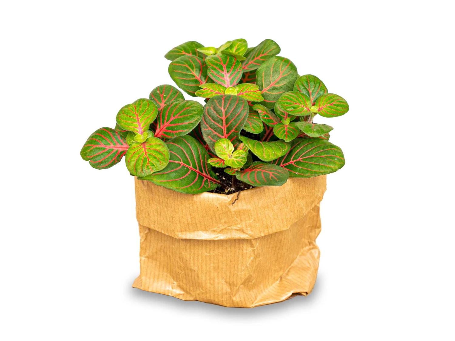 Fittonia Bubble Red - Red And Green - Mosaic Plant 5 Fittonia Bubble Red - Red And Green - Mosaic Plant - Image 3