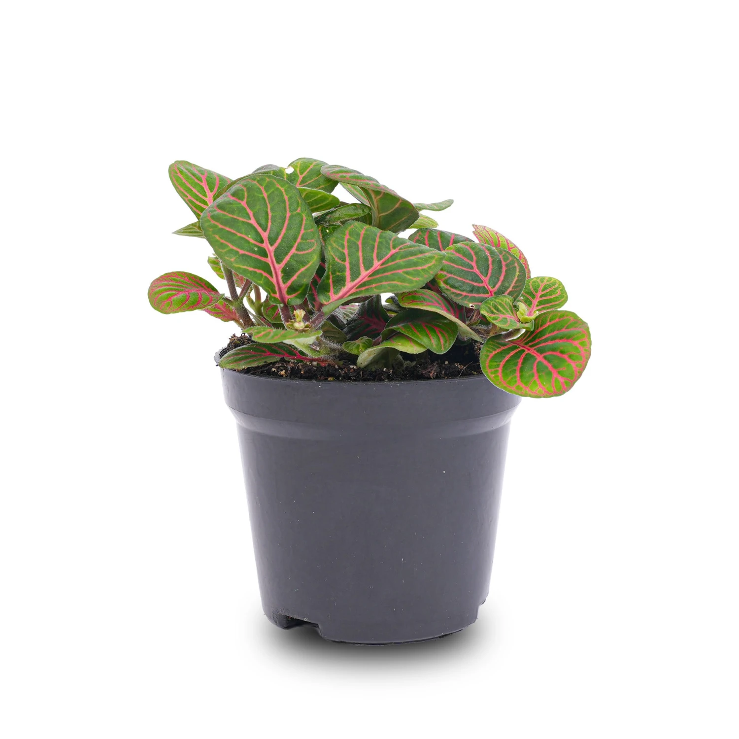Fittonia Bubble Red - Red And Green - Mosaic Plant 4 Fittonia Bubble Red - Red And Green - Mosaic Plant - Image 2