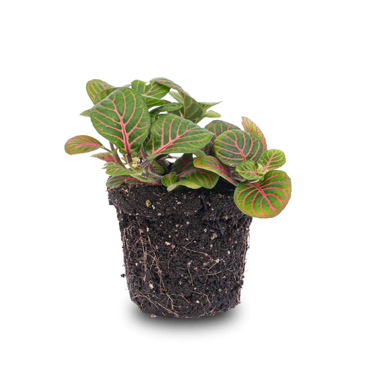 Fittonia Bubble Red - Red And Green - Mosaic Plant 3 Fittonia Bubble Red - Red And Green - Mosaic Plant