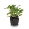 Fittonia Joly Josan - Red And Green - Mosaic Plant -Optimal Glass Plant Shop fittonia joly josan