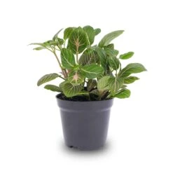 Fittonia Joly Josan - Red And Green - Mosaic Plant -Optimal Glass Plant Shop fittonia joly josan pot