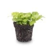 Fittonia Joly Lemon - White And Green (Fluor) - Mosaic Plant - Terrarium Plant 1 Fittonia Joly Lemon - White And Green (Fluor) - Mosaic Plant - Terrarium Plant -Optimal Glass Plant Shop fittonia joly lemon