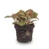 Fittonia Red - Mosaic Plant -Optimal Glass Plant Shop fittonia red
