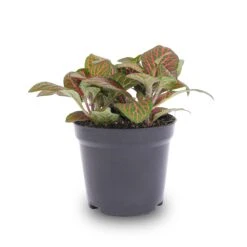 Fittonia Red - Mosaic Plant 7 Fittonia Red - Mosaic Plant -Optimal Glass Plant Shop fittonia red pot