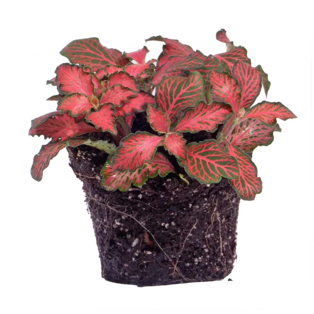 Fittonia Red - Mosaic Plant 5 Fittonia Red - Mosaic Plant - Image 4