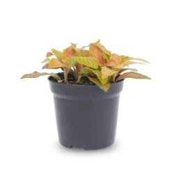 Fittonia Orange - Pink - Ruby Lime - Mosaic Plant 8 Fittonia Orange - Pink - Ruby Lime - Mosaic Plant -Optimal Glass Plant Shop fittonia ruby lime pot