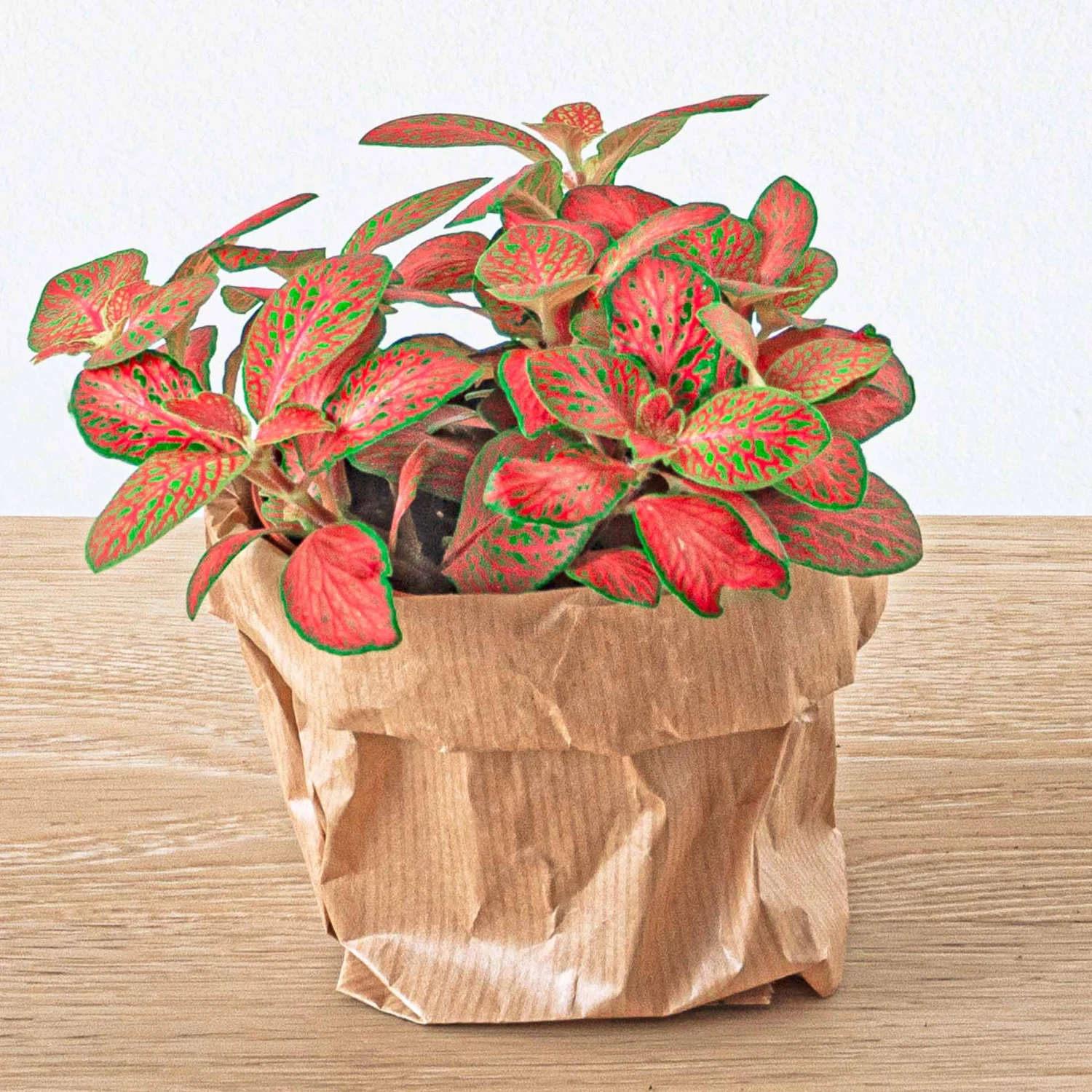 Fittonia Orange - Pink - Ruby Lime - Mosaic Plant 6 Fittonia Orange - Pink - Ruby Lime - Mosaic Plant - Image 4