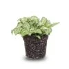 Fittonia White -White Tiger - Mosaic Plant -Optimal Glass Plant Shop fittonia white tiger