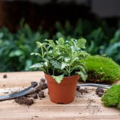 Optimal Glass Plant Shop -Optimal Glass Plant Shop fittonia white tiger plant