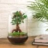 Egg XL Bonsai - Terrarium - Two-part Glass Dome - Bottle Garden DIY Kit - Ø 17.5 Cm ↑ 30 Cm 2 Egg XL Bonsai - Terrarium - Two-part Glass Dome - Bottle Garden DIY Kit - Ø 17.5 Cm ↑ 30 Cm -Optimal Glass Plant Shop flaschengarten anlegen diy 896c8cb9 70ee 4205 afec 22a7ecdc9713