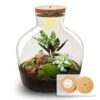Fat Joe Red - Terrarium With Light - Bottle Garden DIY Kit - Ø 29 Cm ↑ 30 Cm -Optimal Glass Plant Shop flaschengarten fat joe lampe licht terrarium
