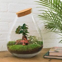 Drop XL Red - Terrarium With Cork - Bottle Garden DIY Kit – Ø 24 Cm ↑ 37 Cm -Optimal Glass Plant Shop flaschengarten mit bonsai diy terrarium kit 802c3dae 197f 4404 bc77 c45371807fb7