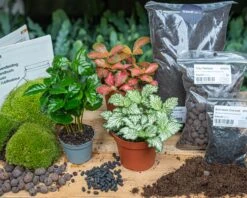 Coffea Arabica - Plant Terrarium Refill & Starter Kit - 3 Terrarium Plants - DIY 11 Coffea Arabica - Plant Terrarium Refill & Starter Kit - 3 Terrarium Plants - DIY -Optimal Glass Plant Shop flaschengarten set bottle garden kit coffea green
