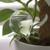 Plant Waterer Bulb - ↑ 20 Cm 2 Plant Waterer Bulb - ↑ 20 Cm -Optimal Glass Plant Shop glass plant waterer drip globe