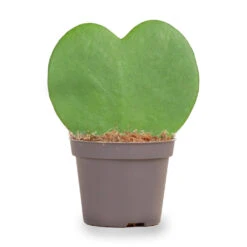 Hoya Kerrii - Heartplant - ↑ 10 Cm - ⌀ 6 Cm 8 Hoya Kerrii - Heartplant - ↑ 10 Cm - ⌀ 6 Cm -Optimal Glass Plant Shop hartjesplant cc9099d3 925d 41ae 9e46 c199154c8efa