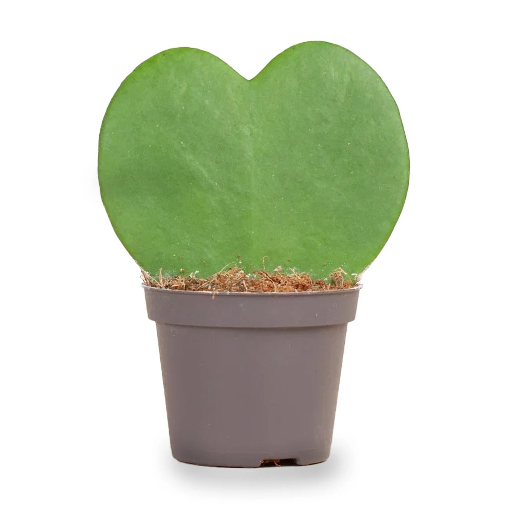 Hoya Kerrii - Heartplant - ↑ 10 Cm - ⌀ 6 Cm 5 Hoya Kerrii - Heartplant - ↑ 10 Cm - ⌀ 6 Cm - Image 3