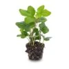 Hedera Helix - Ø 6 Cm - Houseplant & Terrarium Plant 2 Hedera Helix - Ø 6 Cm - Houseplant & Terrarium Plant -Optimal Glass Plant Shop hedera helix