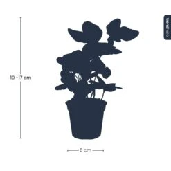 Hedera Helix - Ø 6 Cm - Houseplant & Terrarium Plant 10 Hedera Helix - Ø 6 Cm - Houseplant & Terrarium Plant -Optimal Glass Plant Shop hedera helix kaufen online