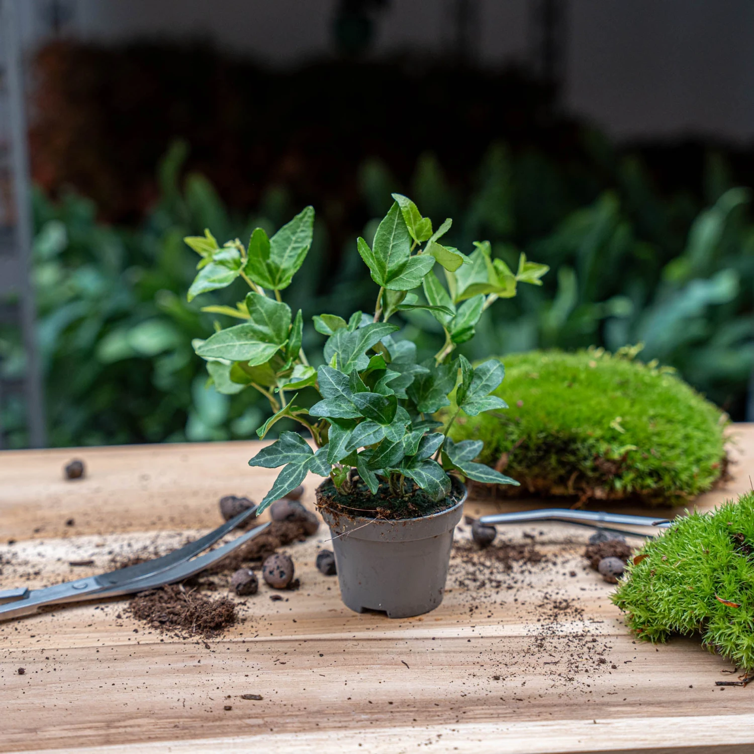 Hedera Helix - Ø 6 Cm - Houseplant & Terrarium Plant 4 Hedera Helix - Ø 6 Cm - Houseplant & Terrarium Plant - Image 2
