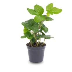 Hedera Helix - Ø 6 Cm - Houseplant & Terrarium Plant 9 Hedera Helix - Ø 6 Cm - Houseplant & Terrarium Plant -Optimal Glass Plant Shop hedera helix pot