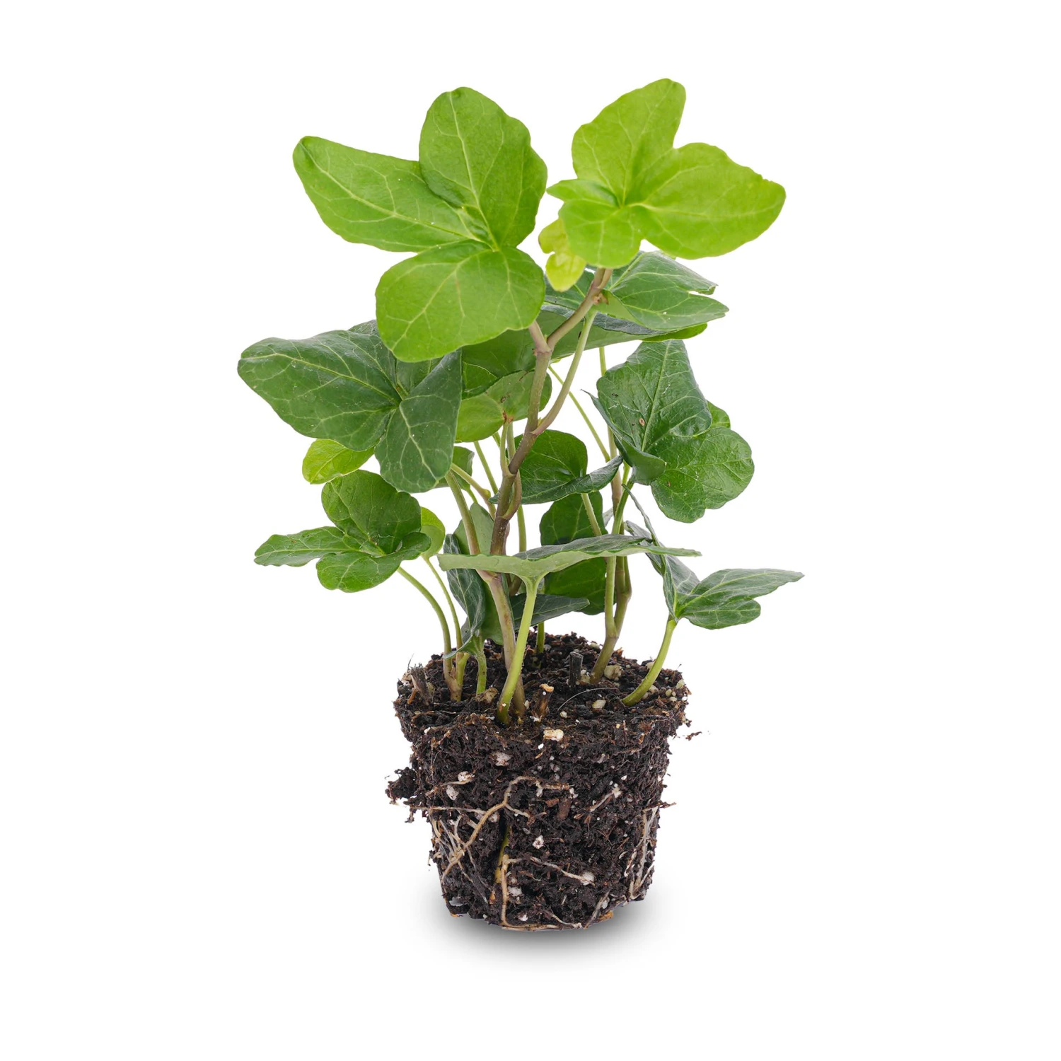 Hedera Helix - Ø 6 Cm - Houseplant & Terrarium Plant 3 Hedera Helix - Ø 6 Cm - Houseplant & Terrarium Plant
